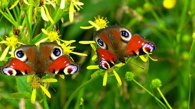 Tierfütterung: Schmetterlinge