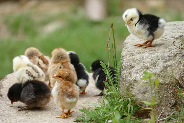 Wutkurs für Kinder mit Steffi Huhn