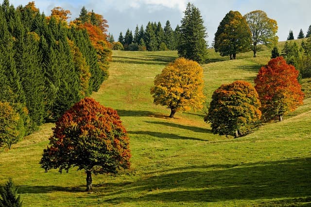 Bunte Blätter, wilder Wald