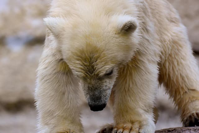 Tierfütterung: Witwenpfeifgänse