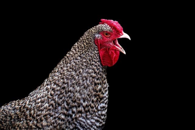 Wutkurs Kinder mit Steffi Huhn
