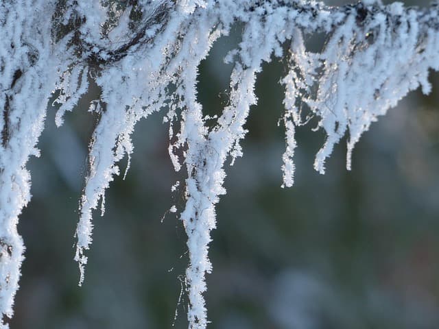 Schneeschön und Bitterkalt