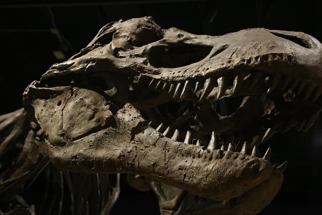 Gigantische Zeitreise. Museumstaschen – Materialien für Familien