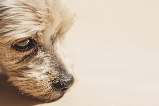 Ferienkurs Yorkshire Terrier als Türstopper (12+