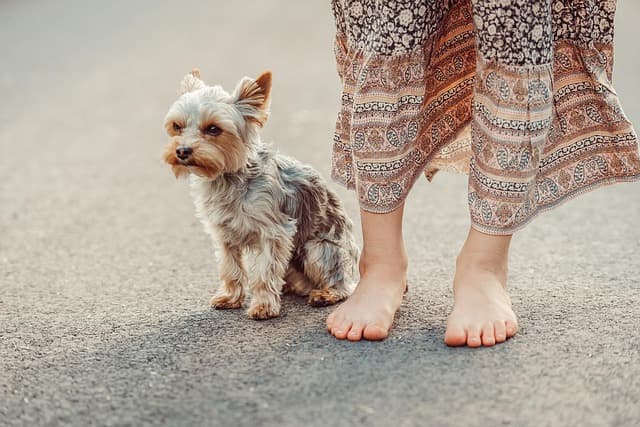 Ferienkurs Yorkshire Terrier als Türstopper (12+