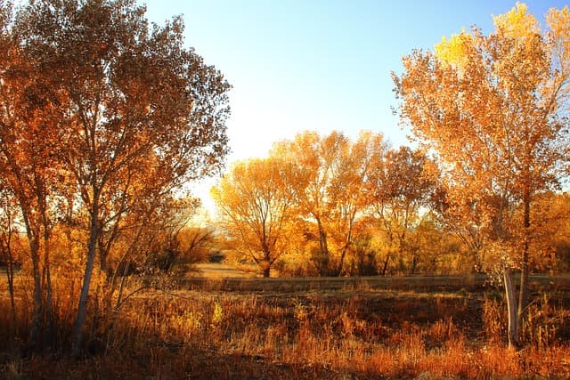 Bosque