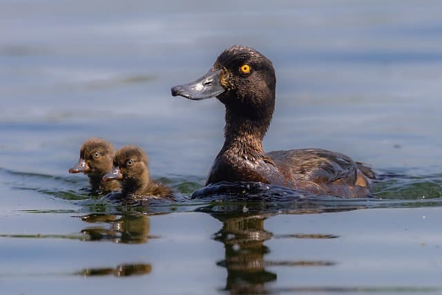 BABYKONZERT: UNTER WASSER BEI DEN ALGEN