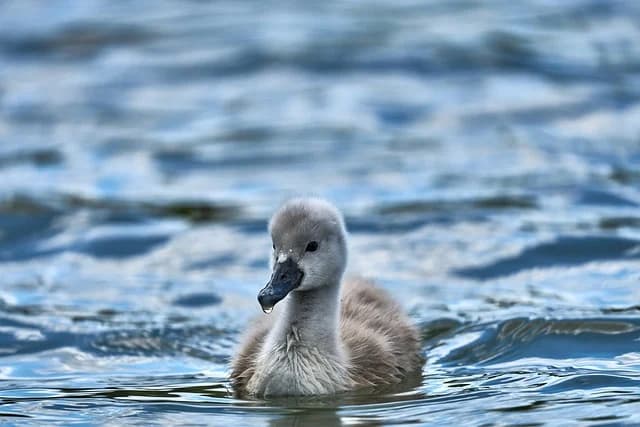 BABYKONZERT: UNTER WASSER BEI DEN ALGEN